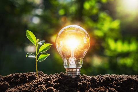 Lightbulb growing out of soil